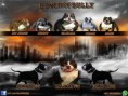/album/futuros-proyectos/maximus-banner-jpg/